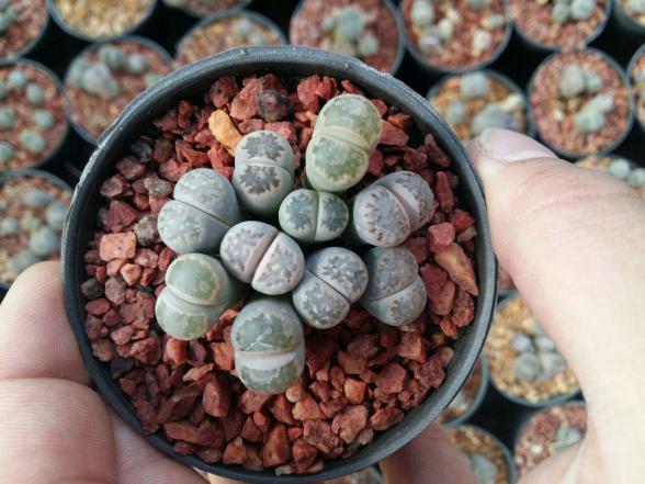 مشخصات بهترین ساکولنت دکمه ای