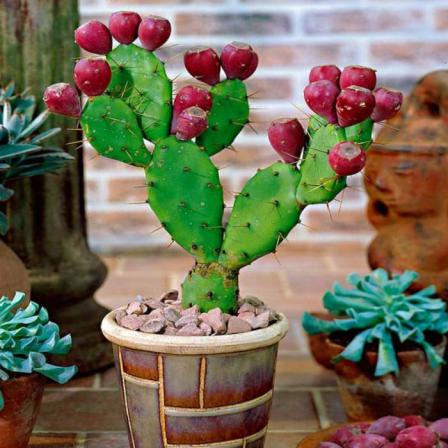 قیمت کوچکترین کاکتوس جدید رنگی