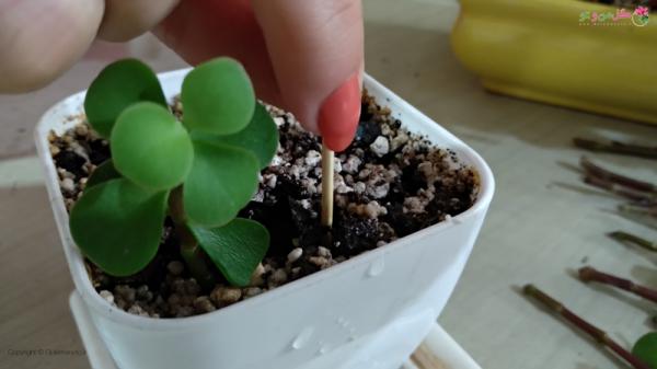 آموزش فرم دهی بونسای خرفه ای