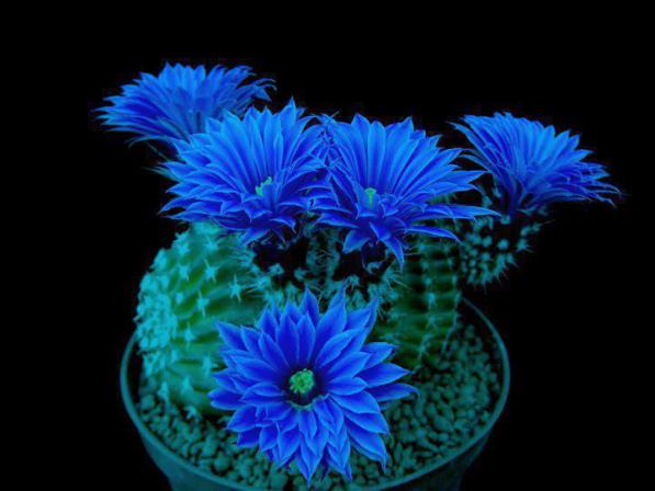 فروش عمده کاکتوس پیوندی آبی