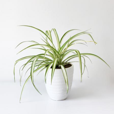 فروش عمده گیاه آپارتمانی ایرانی