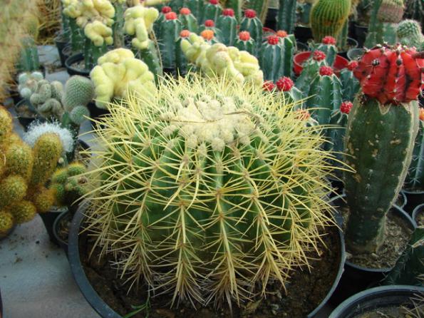 معرفی انواع کاکتوس خاردار