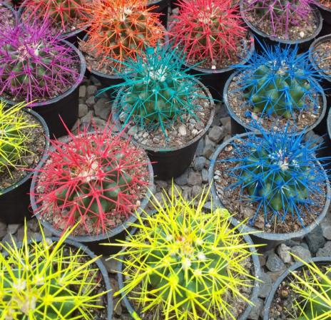 فروشنده بهترین کاکتوس رنگی