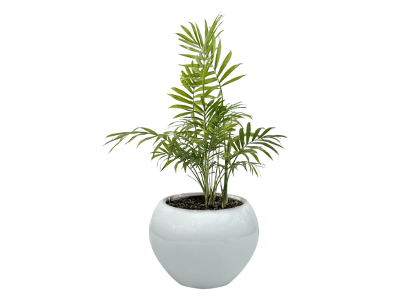 مراکز پخش گیاه سایه دوست