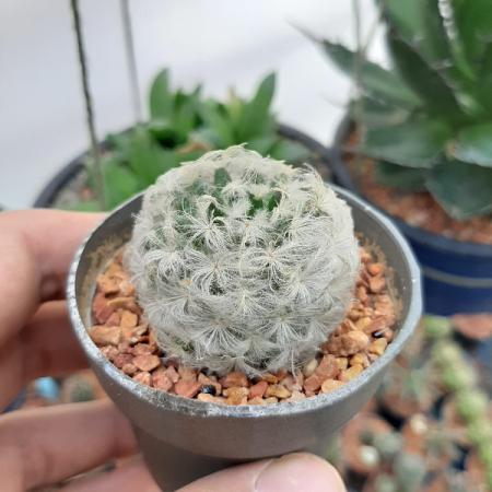 فروشگاه اصلی کاکتوس کلکسیونی کوچک