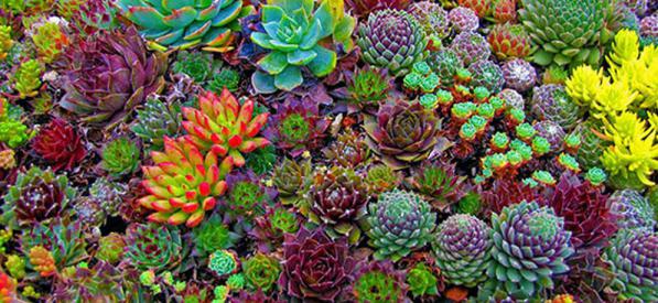فروشندگان انواع ساکولنت زمستان