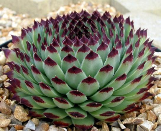 فروشندگان بزرگترین کاکتوس خورشیدی ایرانی