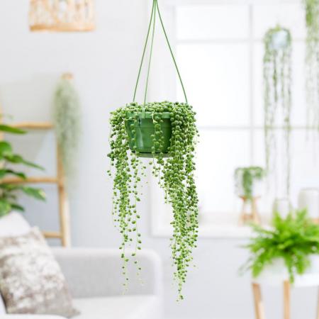 طرح های جدید ساکولنت آویز جادویی