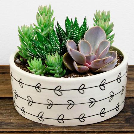 مقاوم بودن کاکتوس ساکولنت