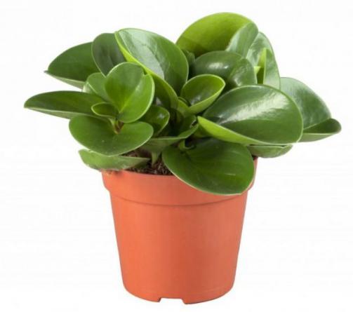 معرفی اجمالی کاکتوس خانگی