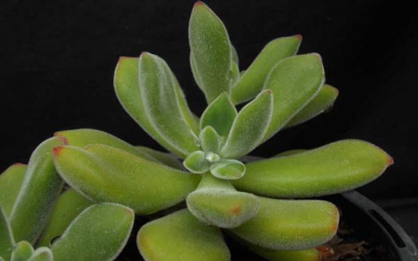 مراکز خرید ساکولنت کراسولا‌ روجرسی