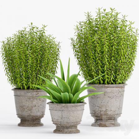 تقویت انواع گل آپارتمانی زینتی