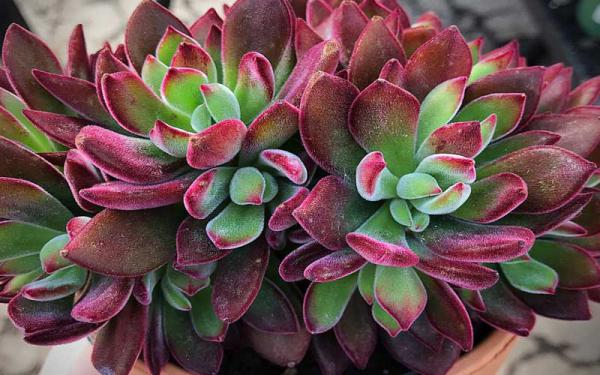 انواع دیگر ساکولنت مخملی