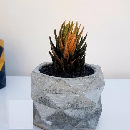 زیباترین کاکتوس کلکسیونی کادویی