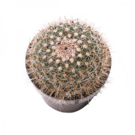 انواع مختلف کاکتوس جدید دراز