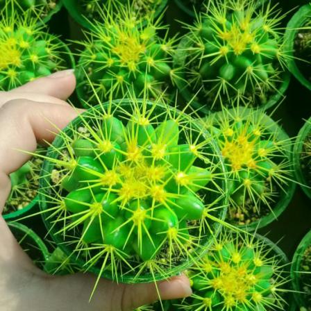 چگونه کاکتوس رنگی درست کنیم؟