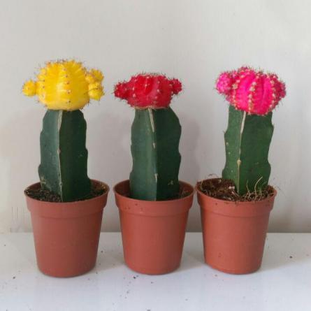 بهترین پایه برای کاکتوس پیوندی