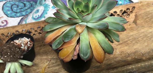 فاکتورهای انتخاب کاکتوس گوشتی