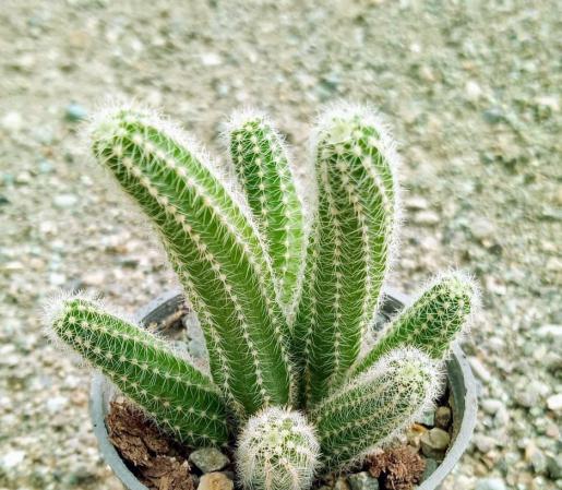 بازار کاکتوس زیبا کارتونی