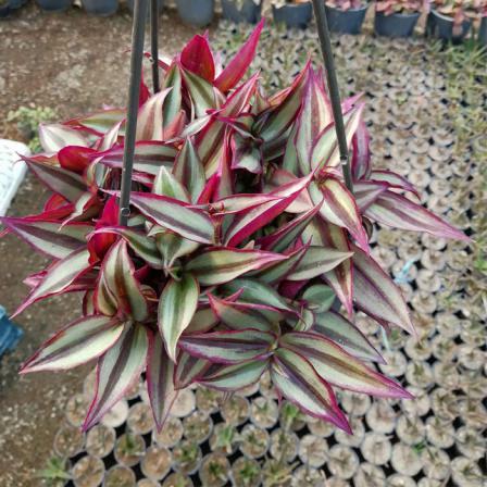 مرکز توزیع ساکولنت آویز خانگی