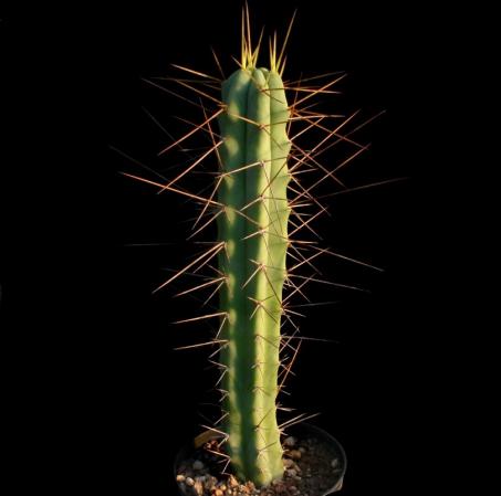 شرکت تولیدی کاکتوس خاردار دراز