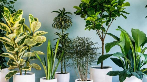 پخش انواع گل آپارتمانی زینتی