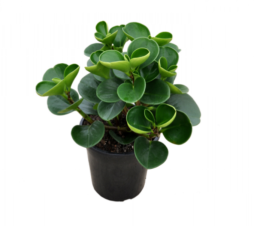 پخش کاکتوس برگ دار خانگی برگ دار