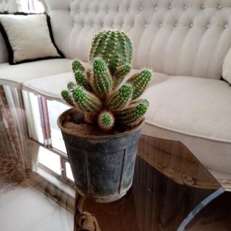 فروشگاه مرکزی کاکتوس کلکسیونی