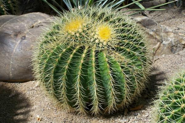 مرکز فروش کاکتوس سایز بزرگ توپی