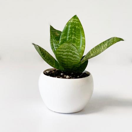 راز نگهداری گیاه آپارتمانی