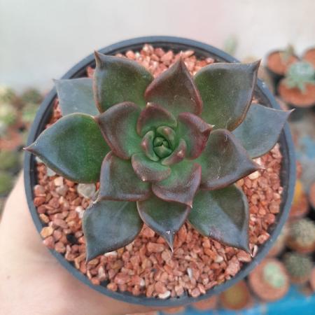 نگهداری ساکولنت بلک عروسکی