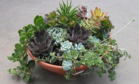 قیمت فروش کاکتوس زینتی