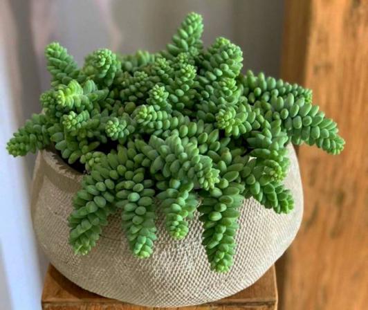 فروشگاه بهترین گیاهان زینتی کمیاب لاکچری