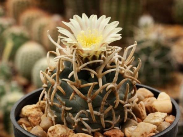 انواع کاکتوس کلکسیونی برای هویه تولد