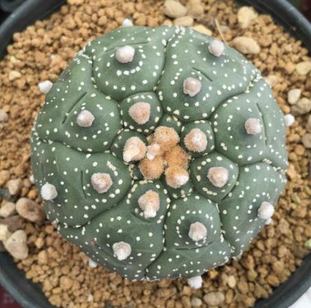 انواع گوناگون کاکتوس کمیاب خانگی