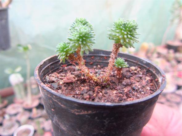 فروشگاه معتبر ساکولنت کاجی عروسکی