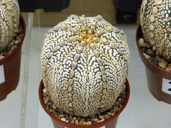 مرکز خرید کاکتوس کمیاب بزرگ