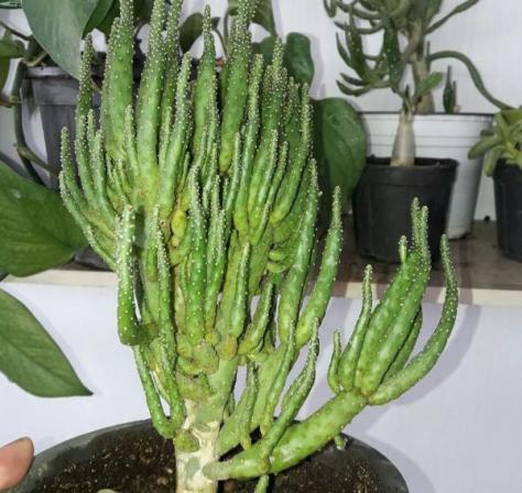 فروشگاه کاکتوس اپونتیا میوه دار