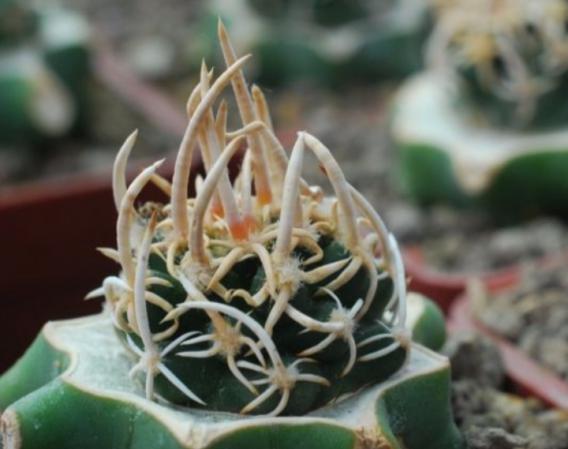 فروشنده انواع کاکتوس کلکسیونی تهران