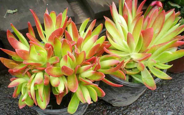 طرح های جدید ساکولنت برگ گوشتی