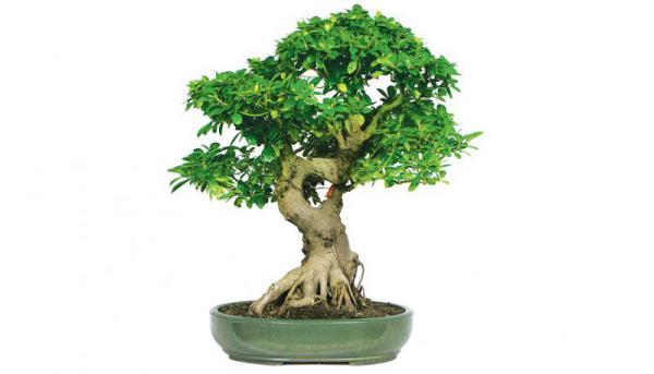 قیمت عمده بونسای تنه ضخیم