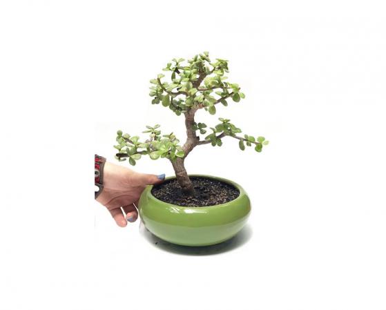 شرکت تولیدی ساکولنت درختچه ای