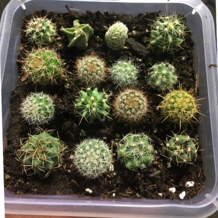 انواع مختلف کاکتوس کلکسیونی خانگی