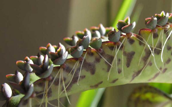 پخش عمده ساکولنت اشک تمساح