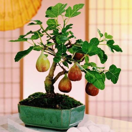 آموزش ساخت بونسای انجیر