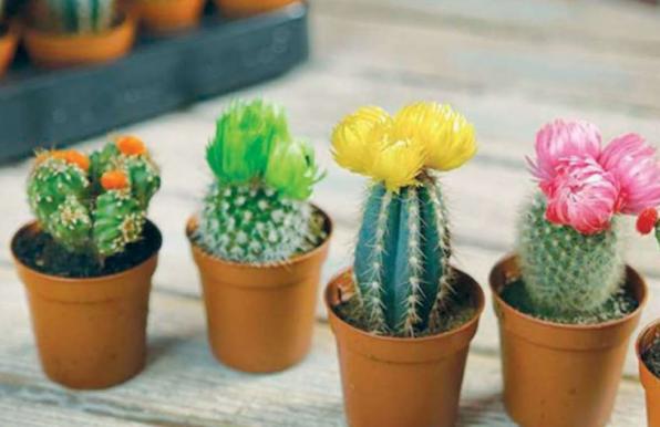 انتخاب بهترین کاکتوس گلخانه ای ایران
