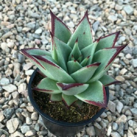 معرفی انواع ساکولنت بنفش عروسکی