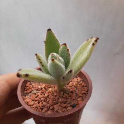 روش تکثیر ساکولنت لب سوخته