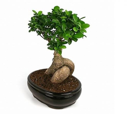 خرید انواع بونسای تنه ضخیم