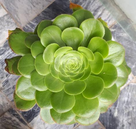 آشنایی با کاکتوس زینتی برگ دار